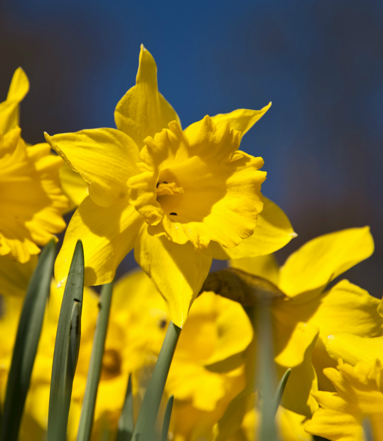 Daffodils